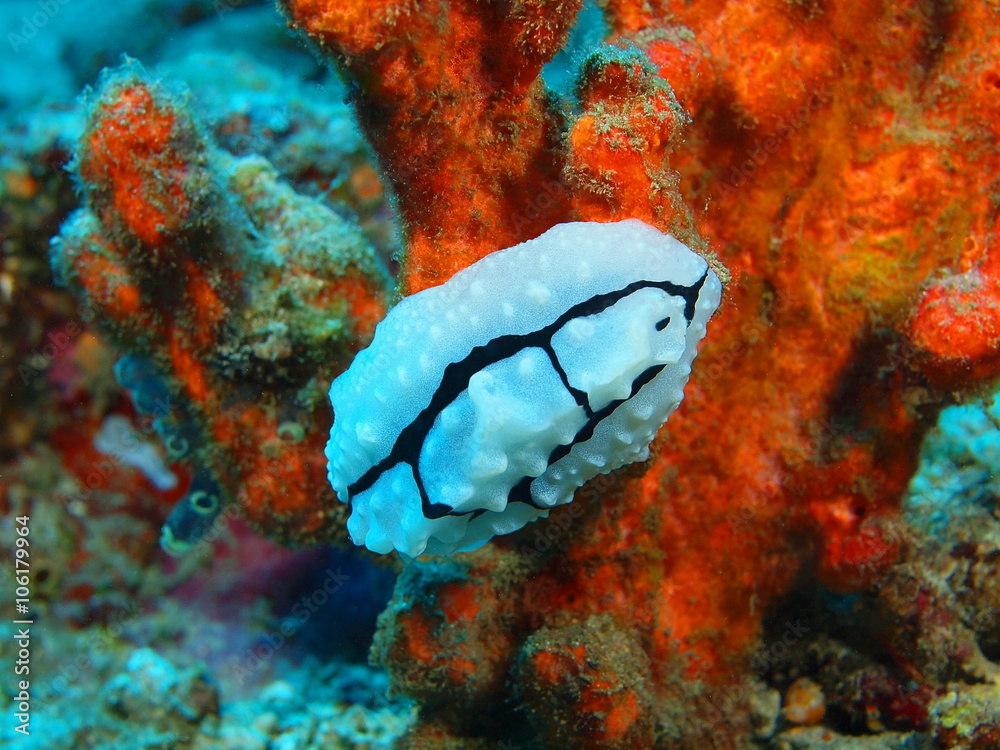 Fototapeta premium True sea slug, Island Bali