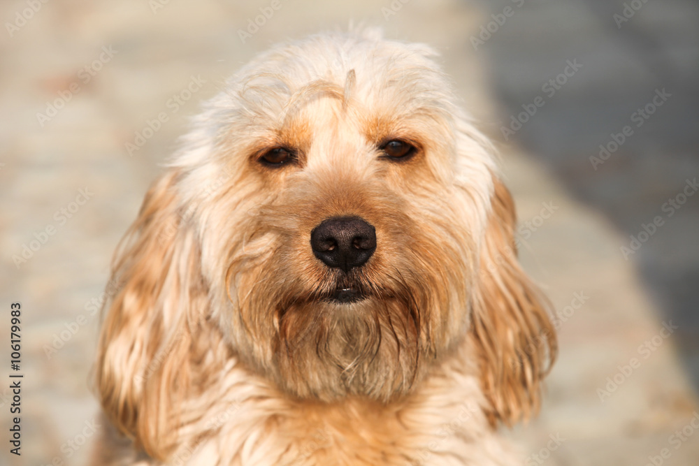 Mixed Cocker Spaniel