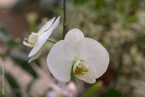 blooming white orchid