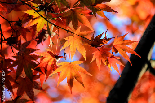 Vibrant red leafs in Japan