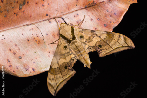 Ambulyx substrigilis hawk moth photo