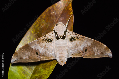 Ambulyx canescens hawk moth photo