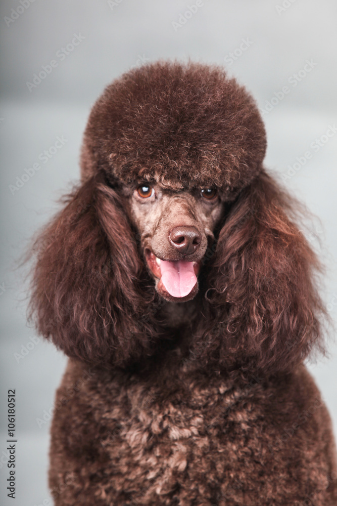 poodle dog