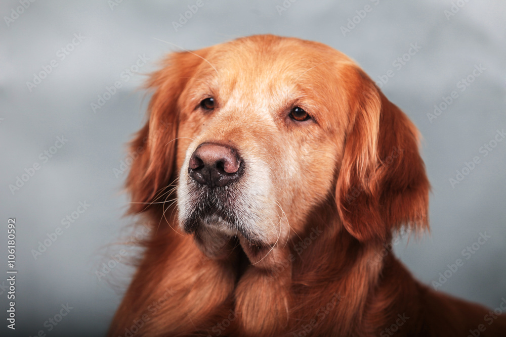Golden Retriever dog Golden Retriever dog