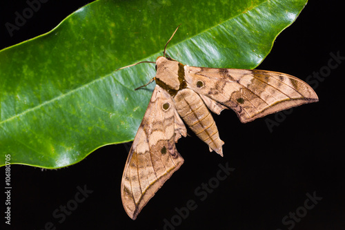 Ambulyx substrigilis hawk moth photo