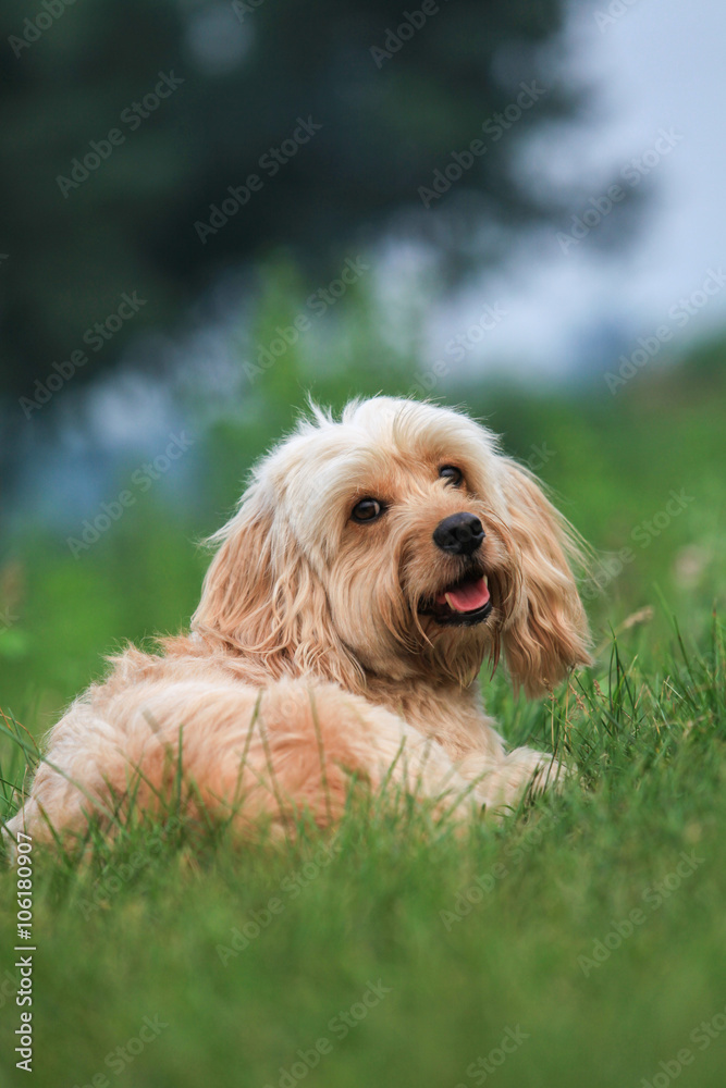 Mixed Cocker Spaniel Mixed Cocker Spaniel