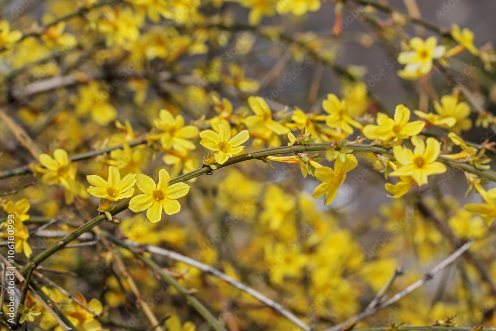 Branches of blooming forsythia with selected focus