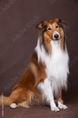 Scotland shepherd dog