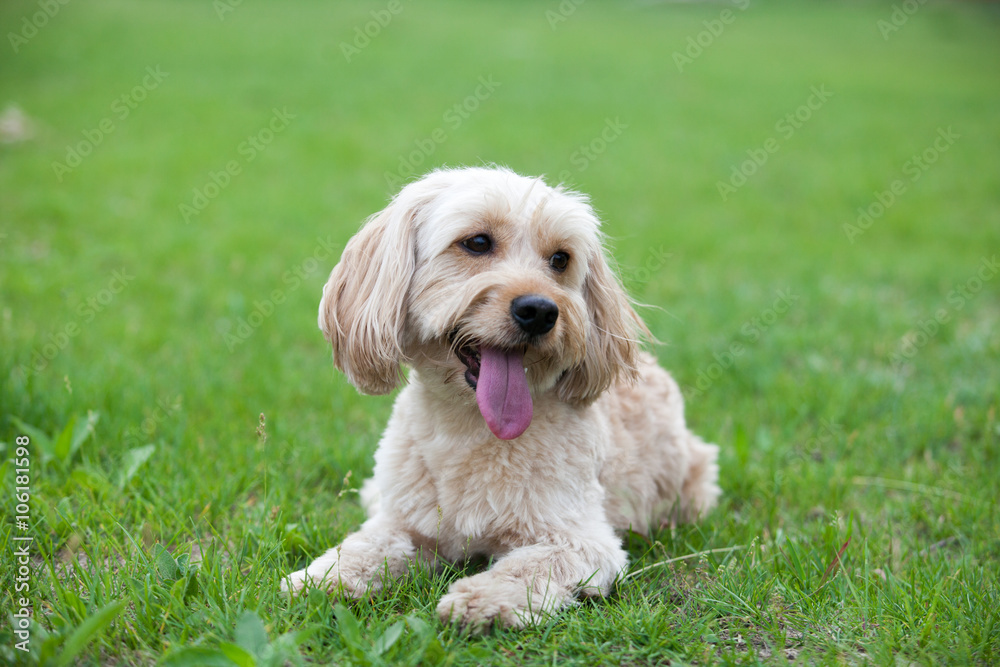 Mixed Cocker Spaniel