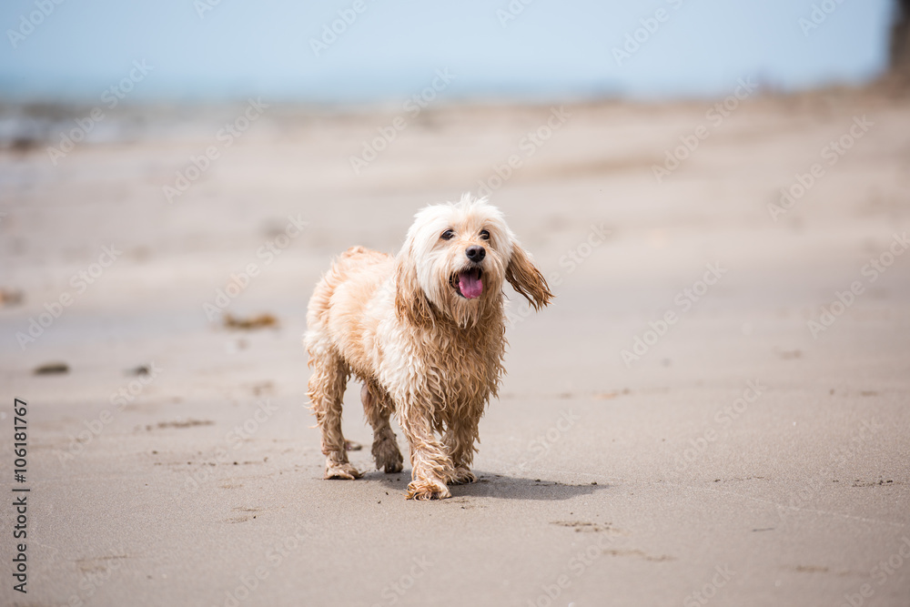 Mixed Cocker Spaniel Mixed Cocker Spaniel
