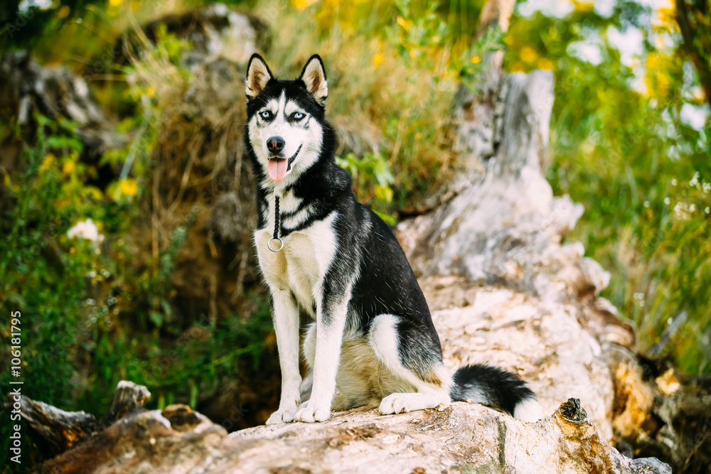 Obraz premium Young Husky Dog Sitting On Trunk Of A Fallen Tree. Summer