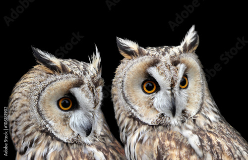 Two Boreal Owls