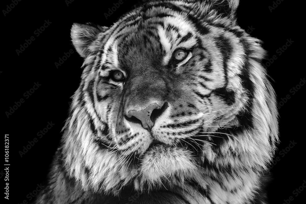 Obraz premium Śmiały kontrast czarno-biały tygrys zbliżenie twarzy
