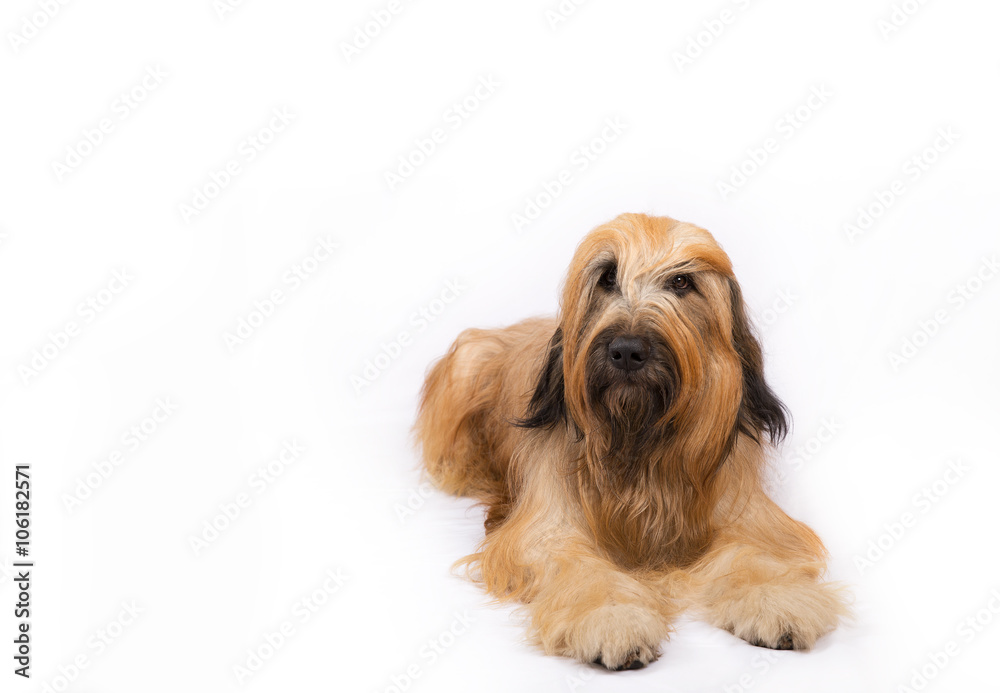 Big French shepherd dog is lying on a white background