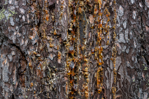 drops of amber pitch flow down on pine bark