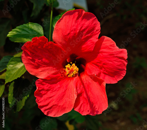 a red hibiscus flower © nakornchaiyajina
