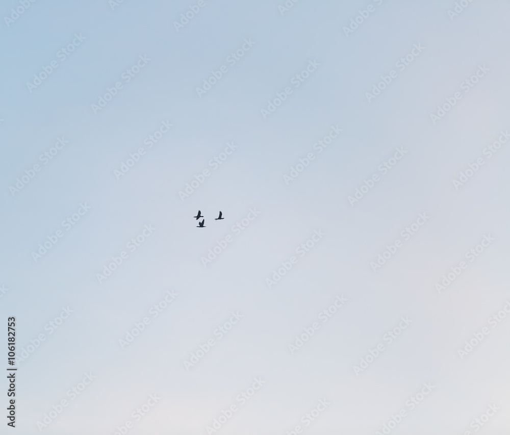 Cormorant fly on blue sky background