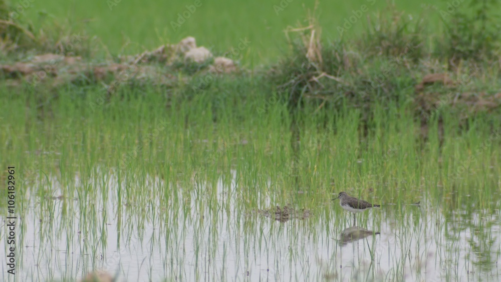 Common sandpiper bird is standing in the rice field Common sandpiper bird is standing in the rice field