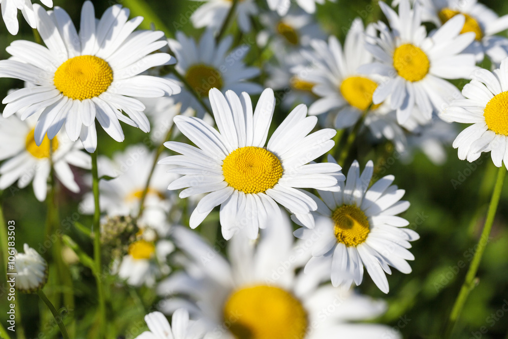 Fototapeta premium white daisy , spring