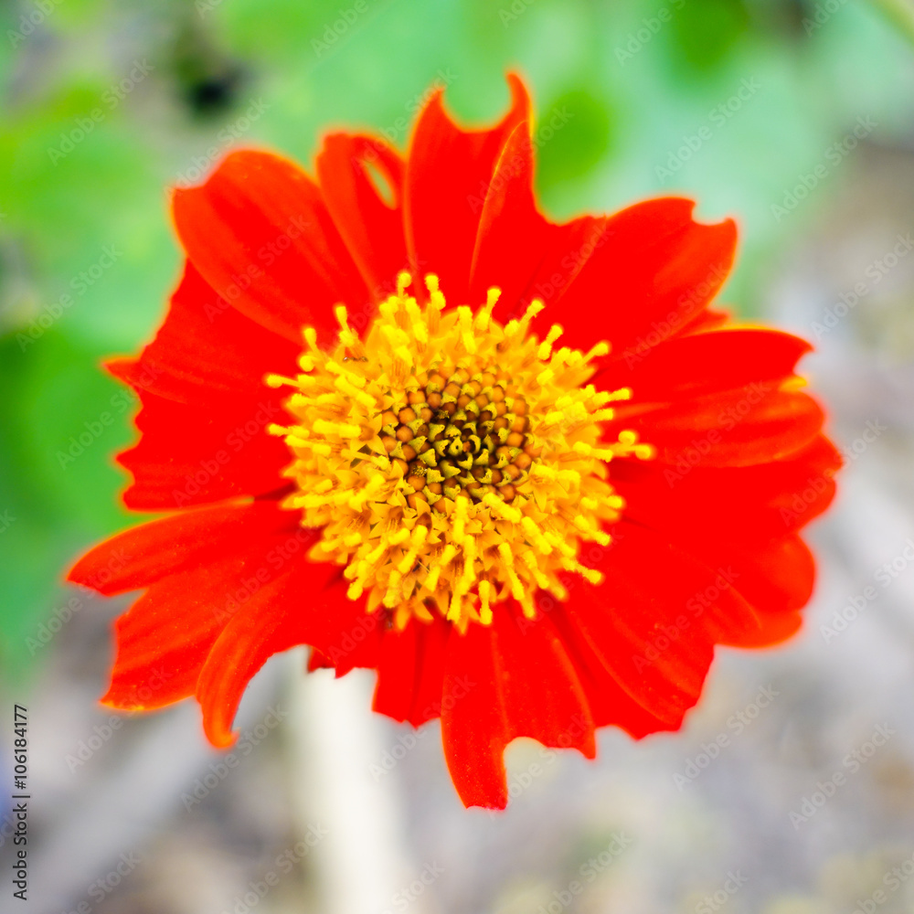 red flower close up