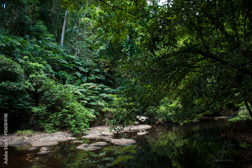 tropical rainforest Khao Yai National Park Thailand  The World H