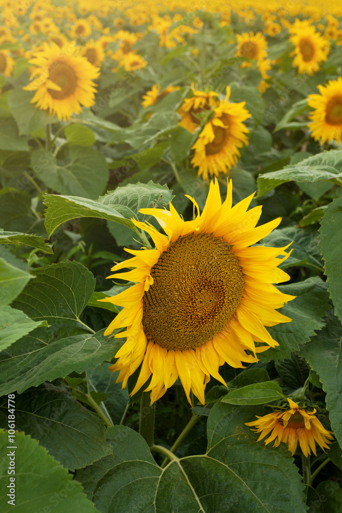 Fototapeta premium Field of sunflowers