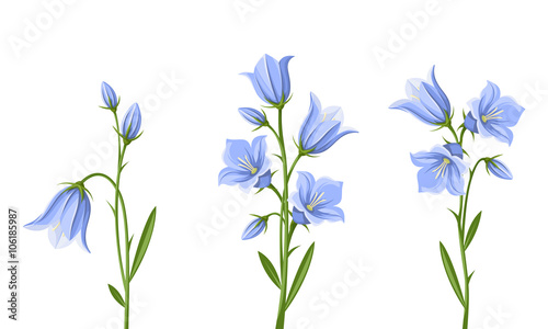Vector set of blue bluebell flowers isolated on a white background. photo
