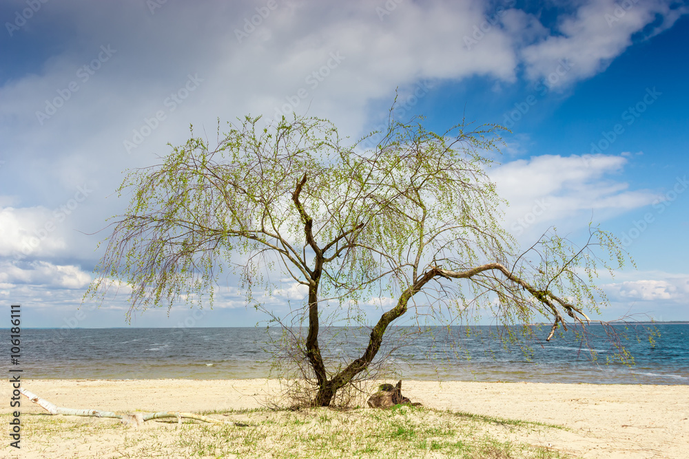 Solitary willow on the shore of a reservoir Solitary willow on the shore of a reservoir