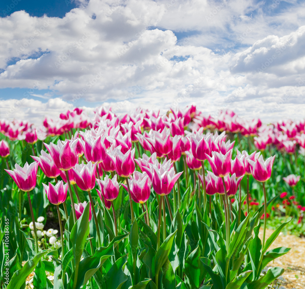 Red and white tulips against the sky with clouds Red and white tulips against the sky with clouds