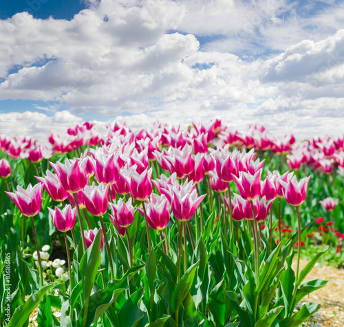 Fototapeta Naklejka Na Ścianę i Meble -  Red and white tulips against the sky with clouds