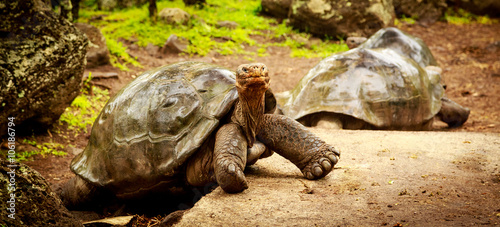 Animals of the Galapagos © Rene