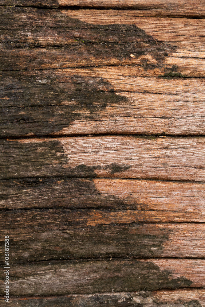 wood texture, real trunk of wood texture with humidity moss and lichen in nature wood texture, real trunk of wood texture with humidity moss and lichen in nature