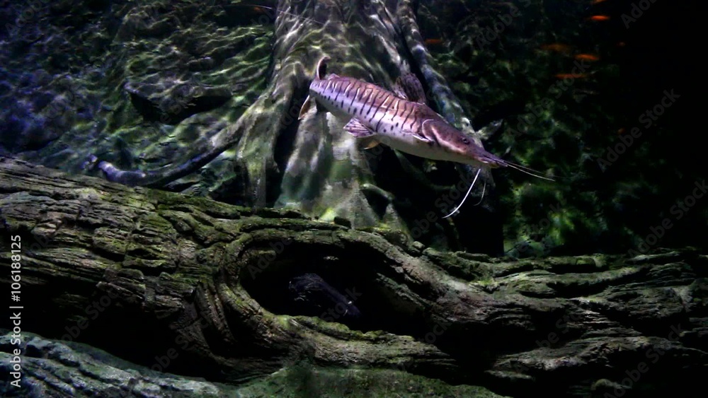 Fish swimming in aquarium , chiangmai Thailand Fish swimming in aquarium , chiangmai Thailand