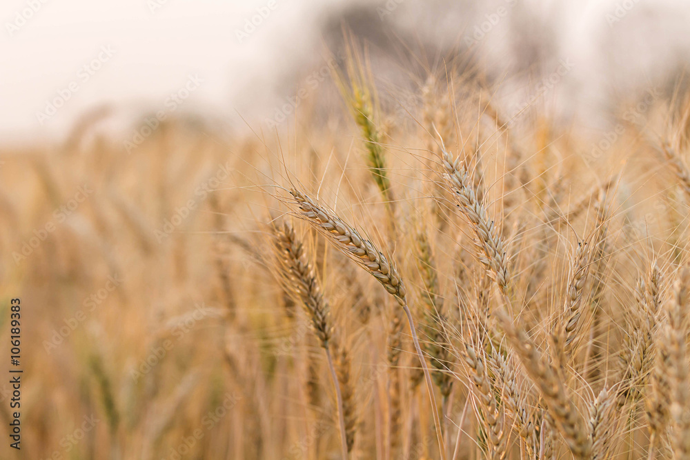 Obraz premium Barley Fields