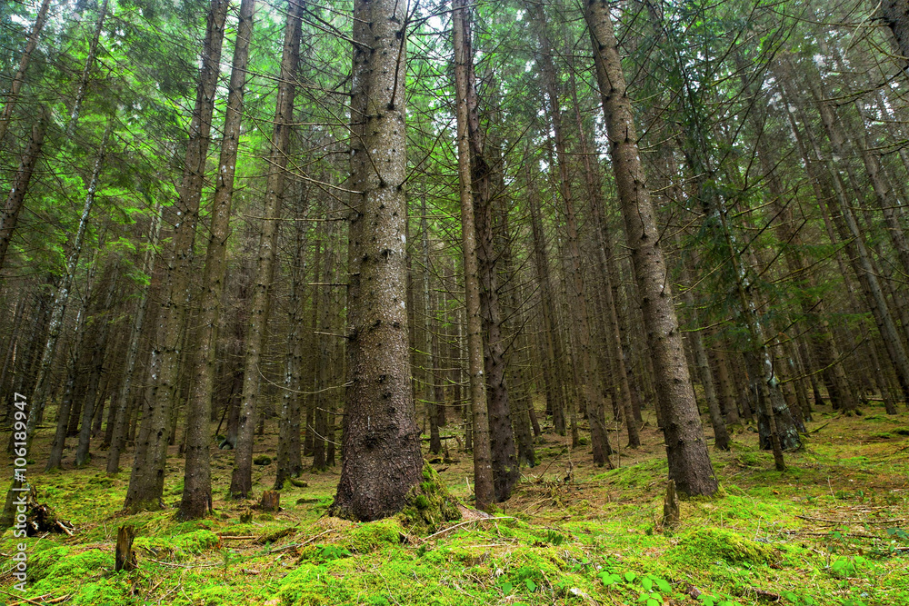 Fototapeta premium Fir tree forest with moss and green vegetation