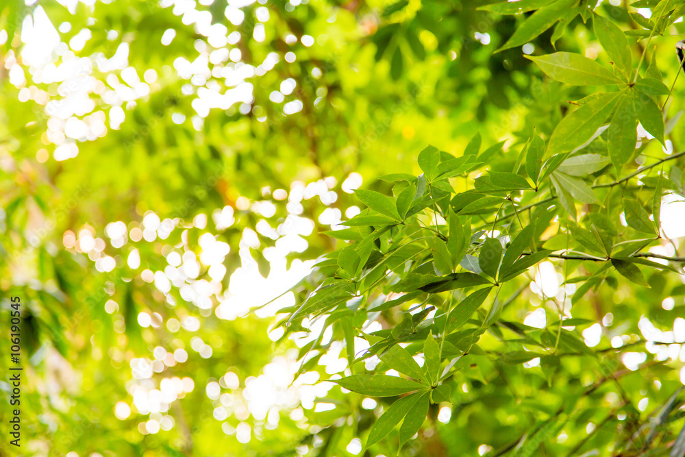 Wild tropical jungle, exotic leaves