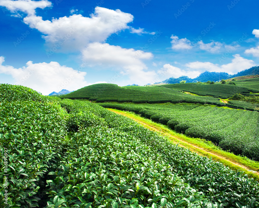 Beauty fresh green tea background