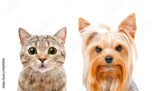 Fototapeta Naklejka Na Ścianę i Meble -  Portrait of cat Scottish Straight and Yorkshire terrier, closeup