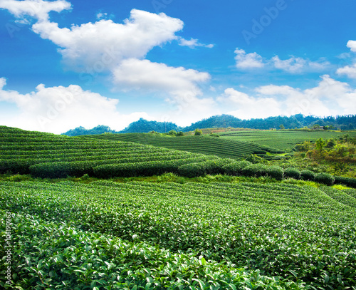 Tableau sur toile Beauty fresh green tea background