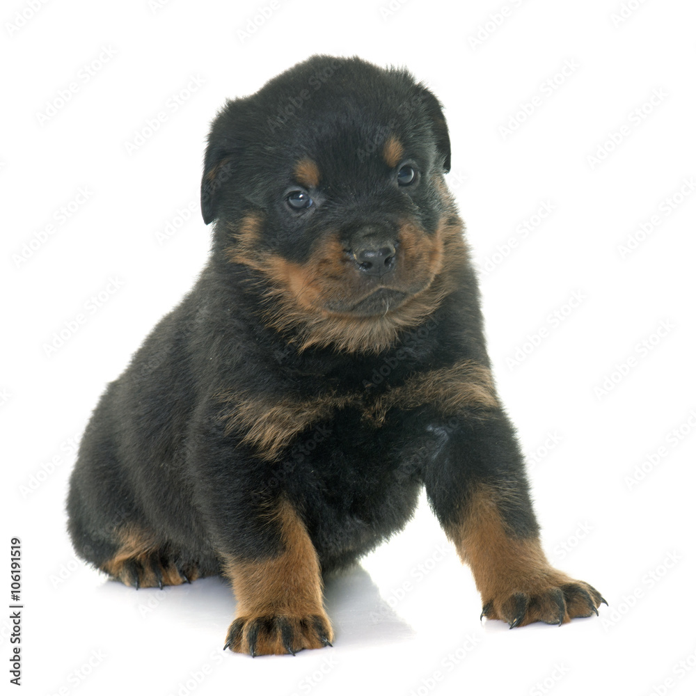 young puppy rottweiler