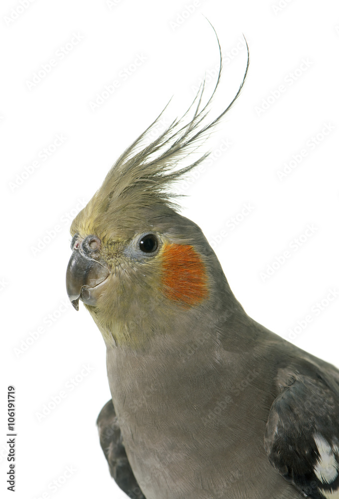 portrait of cockatiel portrait of cockatiel