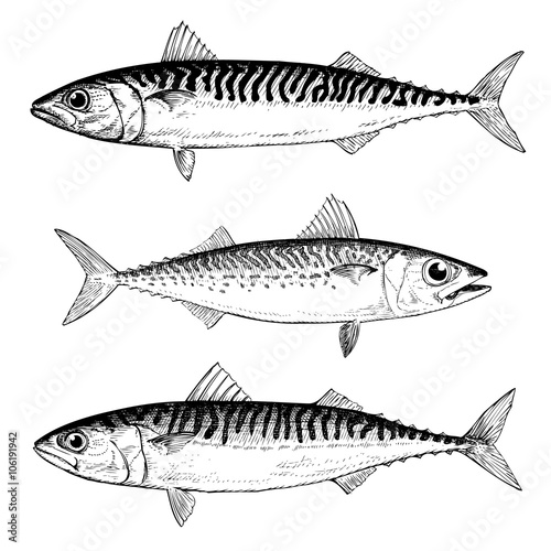 Mackerel Illustrations Chub, Blue and Atlantic