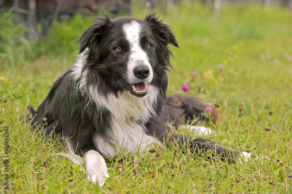 Border Collie relaxed in grass