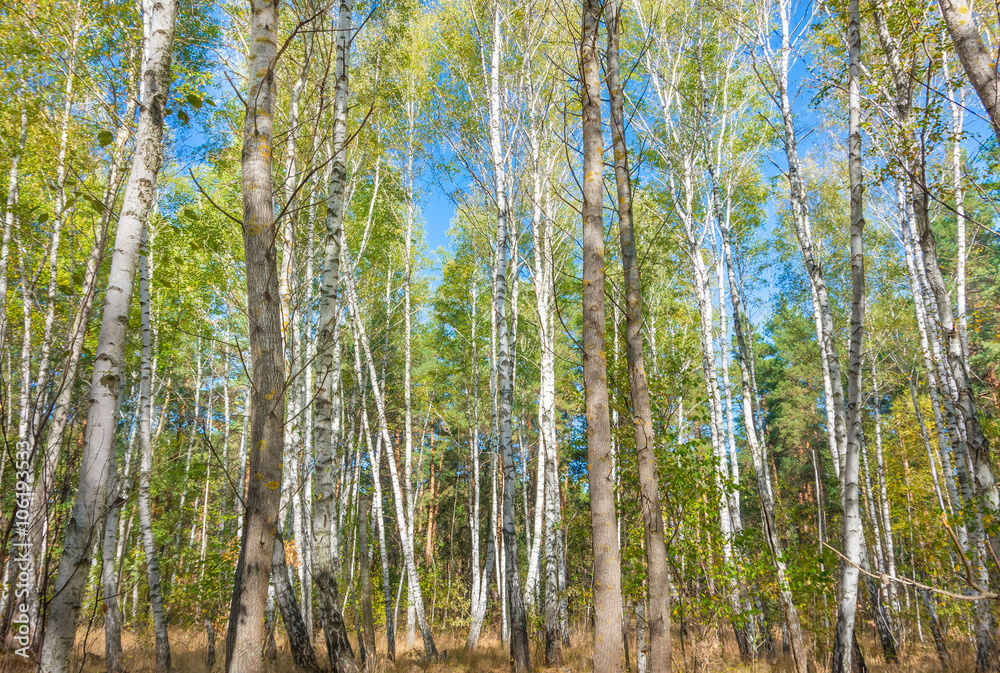 birch forest background birch forest background