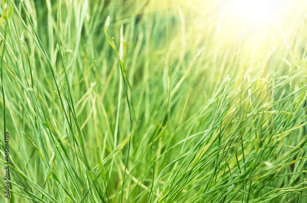 Green grass background Green grass background