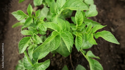 Wallpaper Mural Close-up shot of green potato plant Torontodigital.ca