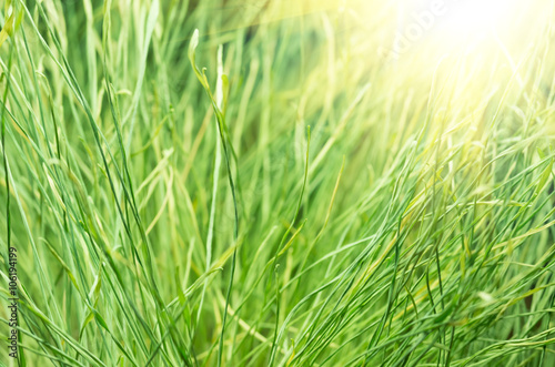 Green grass background