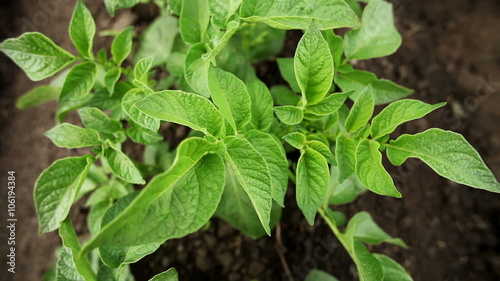 Wallpaper Mural Close-up shot of green potato plant Torontodigital.ca