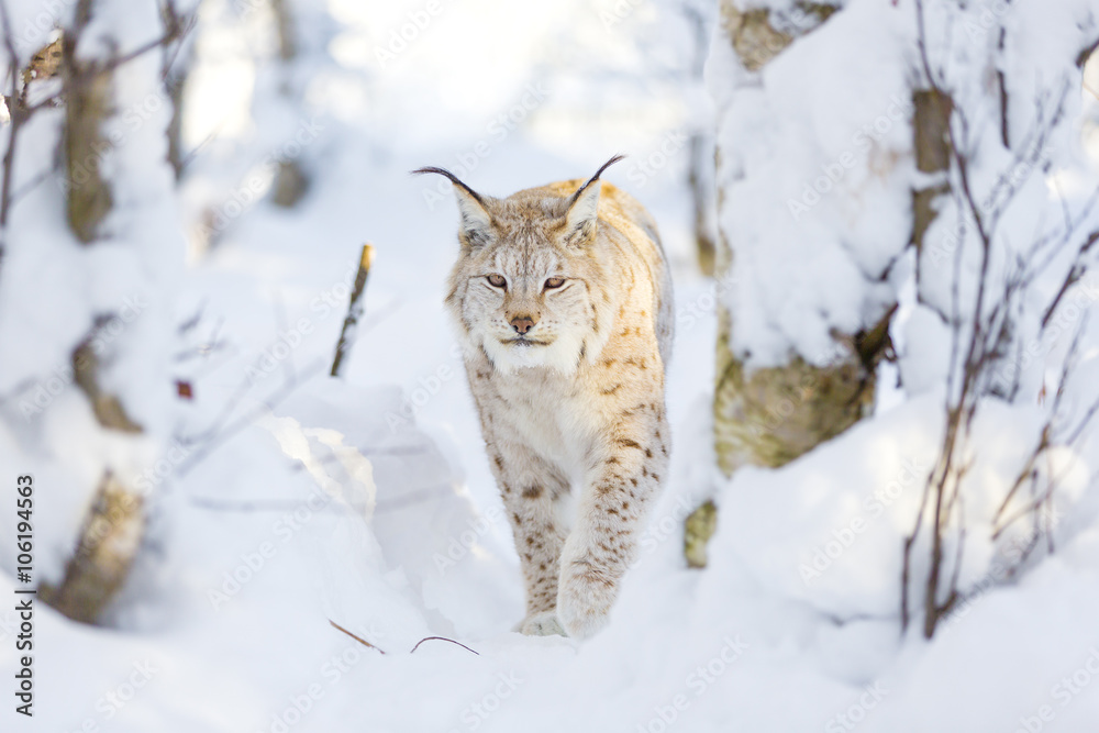 Lynx cat walks in the cold winter forest Lynx cat walks in the cold winter forest
