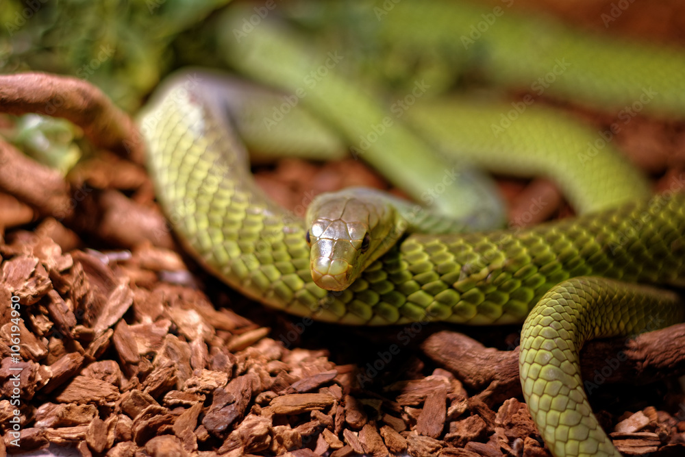 Obraz premium Snake in the terrarium - Green rat snake
